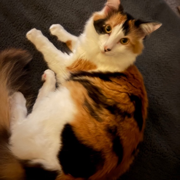 Meet your Posher - Picture 1 of 1